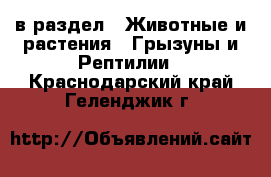  в раздел : Животные и растения » Грызуны и Рептилии . Краснодарский край,Геленджик г.